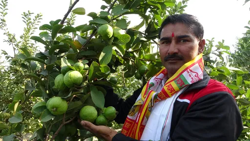 印度農民種台灣芭樂翻身:想親吻台灣土地