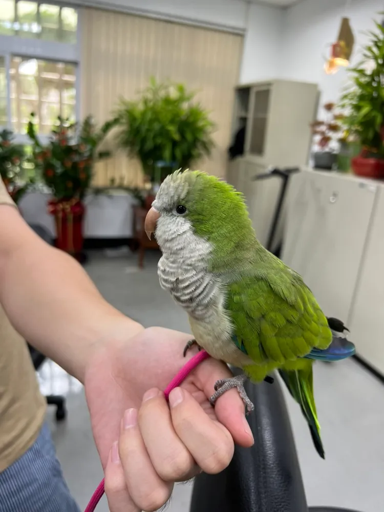 警方發現鸚鵡腳上綁有腳環，研判是有人飼養，上網搜尋協助失主領回。警方提供