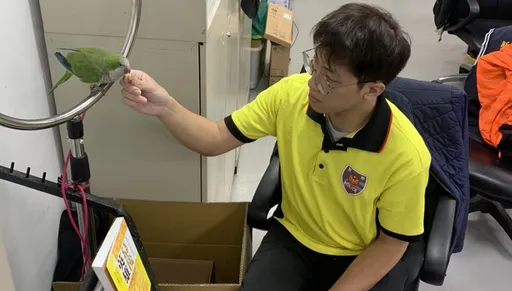 綠和尚鸚鵡「話多」迷路了　中和分局偵查隊長助返家