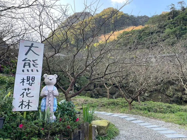 園方表示，因受天氣寒冷影響，園內第一波三色寒櫻尚未開花。12/25攝，翻攝三峽大熊櫻花林粉專