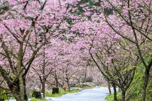 寒流報到、賞櫻再等等!新北最美「大熊櫻花林」延至明年1/10開園