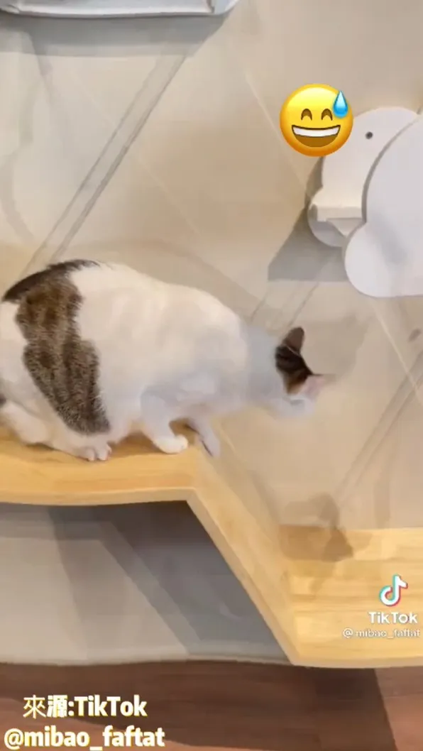 好佳哉，平安回到地面。TikTok@mibao_faftat 提供