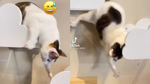 小花貓下台裝優雅!一踉蹌險摔「喵吃屎」 網笑翻:拍攝者不救