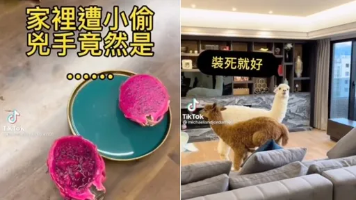 家有水果小偷！羊駝裝傻嘴角漏餡　網笑：偷吃不擦嘴最佳寫照