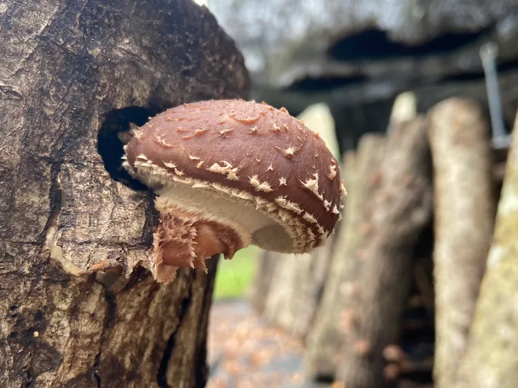 段木香菇。台東林管處提供