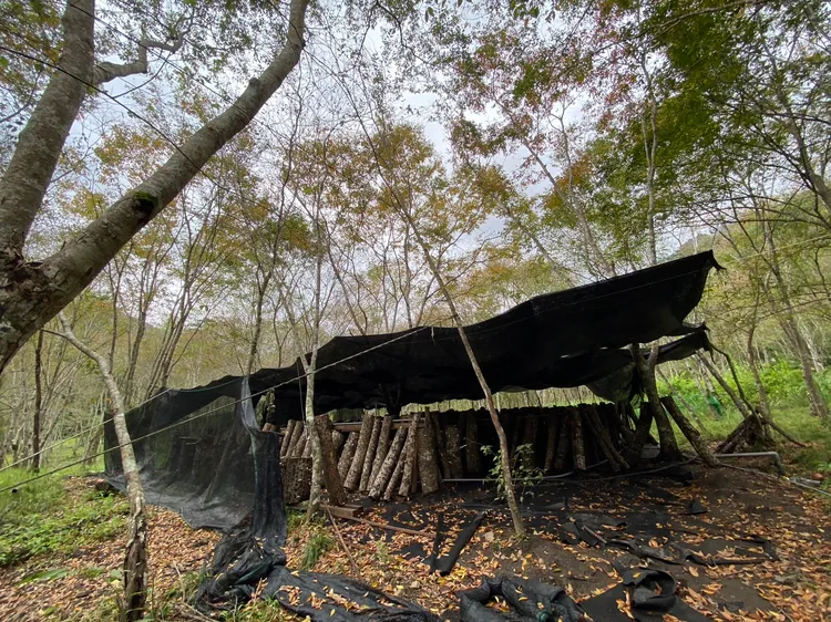 山區置放段木香菇的工寮溫室。台東林管處提供