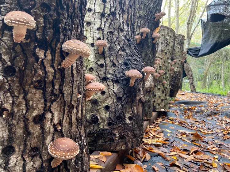 段木香菇。台東林管處提供
