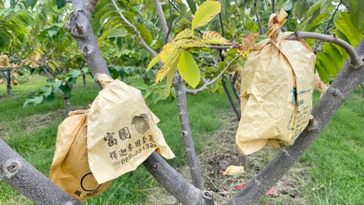 嚴冬拉警報!台東農友小心作物凍傷 農改場提供防寒妙方