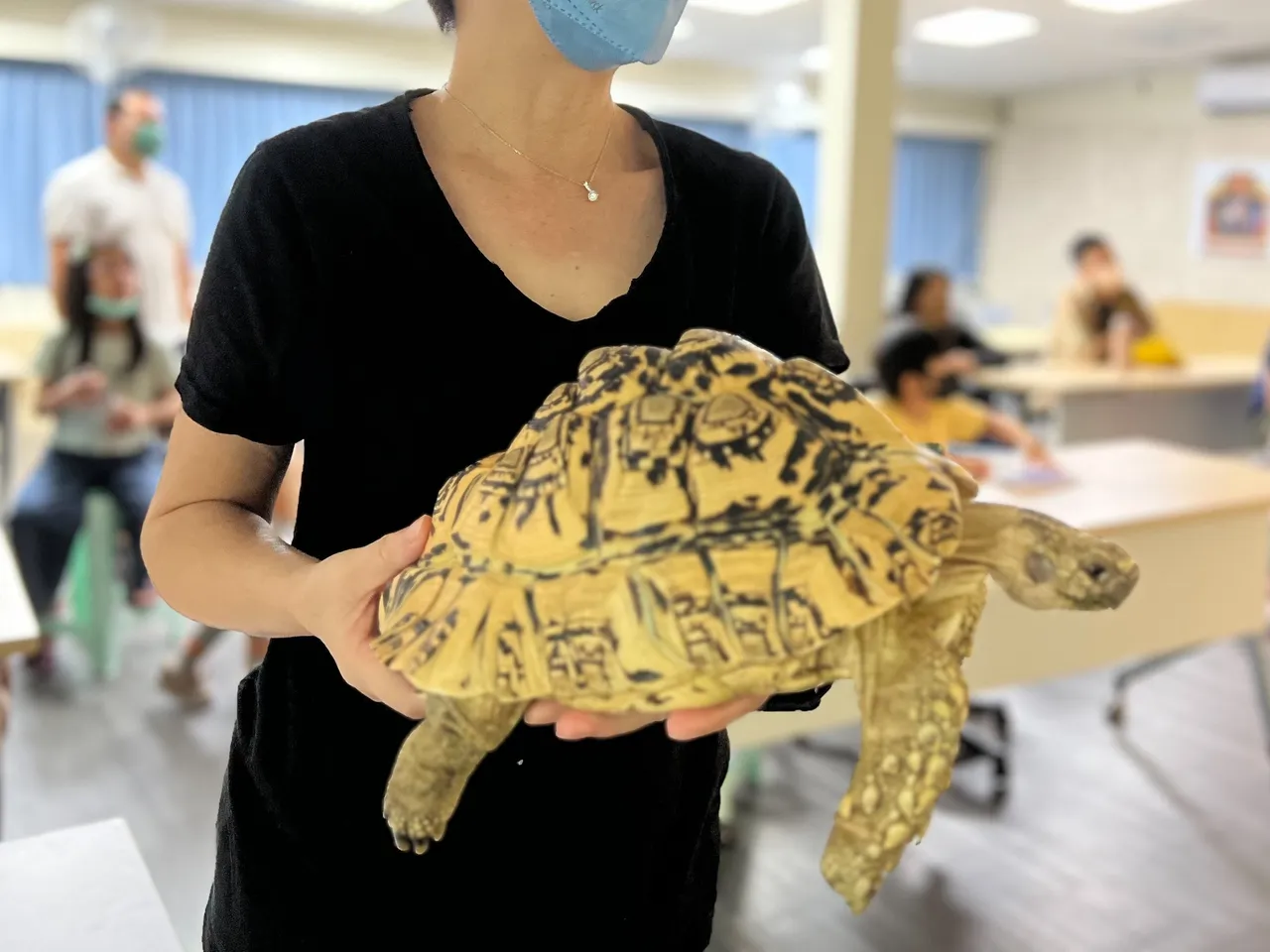 受歡迎的陸龜種類之一,豹紋陸龜。新北市府提供