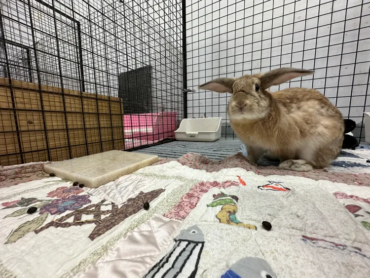 有毛茸茸、軟呼呼的兔子陪伴，好療癒。新北市府提供