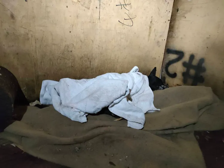 飼主發現狗狗中毒後，立即抱回家中灌食鹽水及草藥。民眾提供