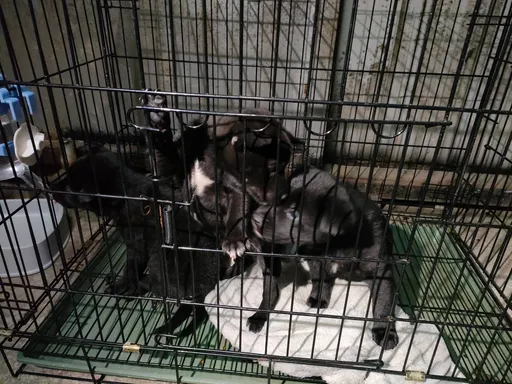 獨家|太狠心!母土狗遭下毒抽搐掙扎 5隻幼犬等無媽媽餵奶