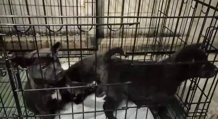 5隻小狗等不到媽媽回來餵乳，一直汪汪叫。民眾提供