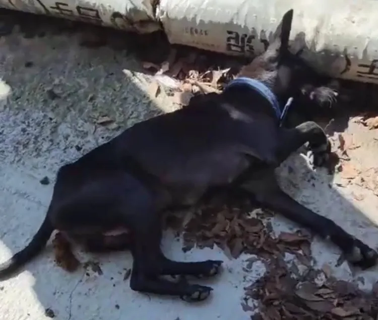 母土狗被人毒害，口吐白沫與死神掙扎。民眾提供