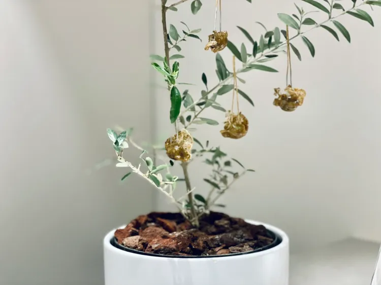 「橄欖糖」是平塚牧人向西班牙米其林三星餐廳Roca的經典開胃小食致敬之作。曾仲葳攝