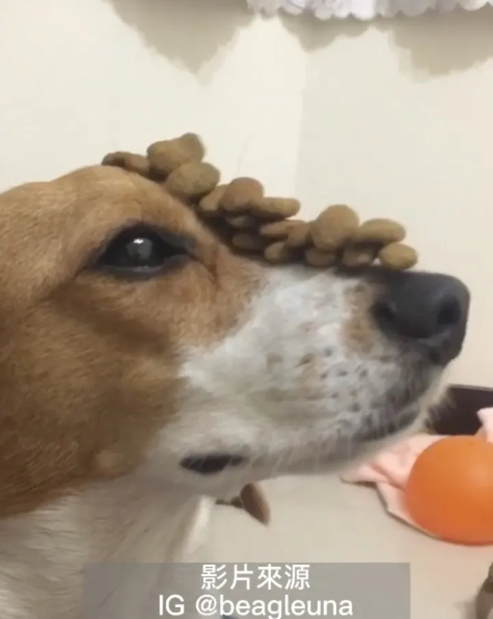這樣訓練久了，巫娜會不會變鬥雞眼ㄚ！一共頂了約17顆飼料，你也想一起加入挑戰嗎？。IG @beagleuna 提供