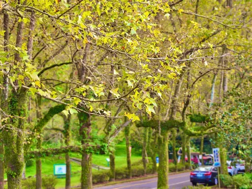 石門水庫快「楓」了!今年楓樹落葉少 「這時間」楓紅最美