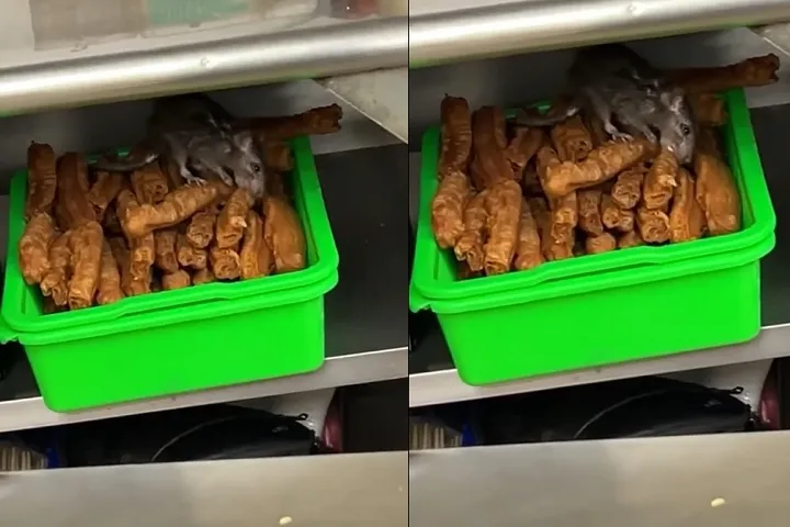 老鼠如入無人之境般，油條吃得相當自在。翻攝爆廢公社