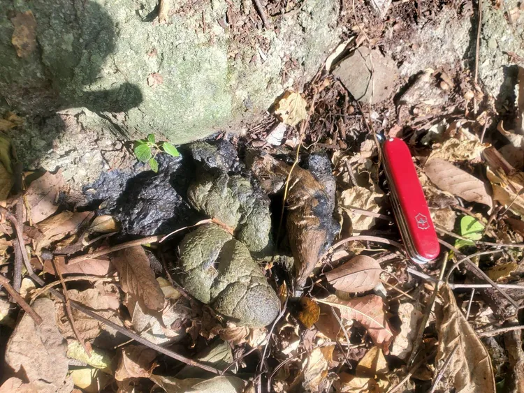 雞舍內外發現多處黑熊排遺，內有未消化完的雞飼料。花蓮林管處提供