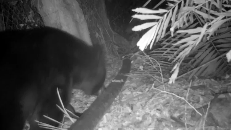 成年公熊聖誕節前連續4天造訪雞舍偷吃雞。花蓮林管處提供