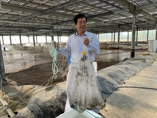 太陽能廠轉型養蝦贏漁民 茂迪白蝦收成率逾7成變小金雞