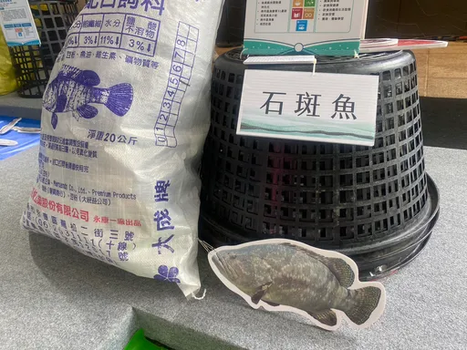 陳其邁「插隊」！掛保證高雄本月多吃2次石斑　農委會回應給軟釘子