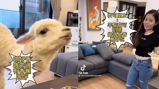 萌獸羊駝愛吃哪一種好料？　麥可：小孩才做選擇！