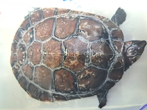 保育龜脫逃、死亡沒通報 飼主慘了!新北動保處依法開罰