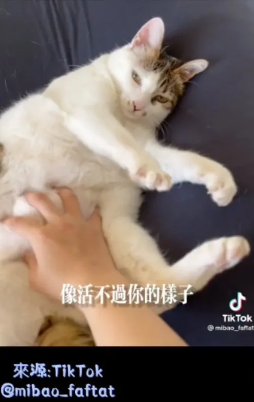 倫家沒有10倍大啦，應該是毛比較蓬鬆造成擴大視覺效果（But 看看那肥肚(￢_￢)。TikTok@mibao_faftat 提供