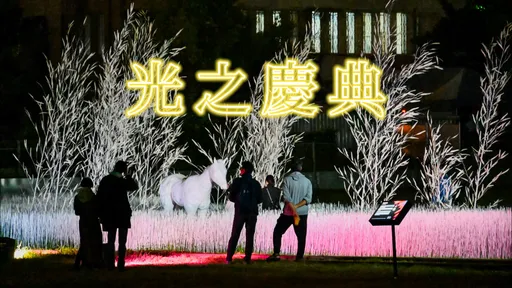 聲光藝術現身市區超浪漫!台東光祭新作《粉紅色森林》、《原生》登場