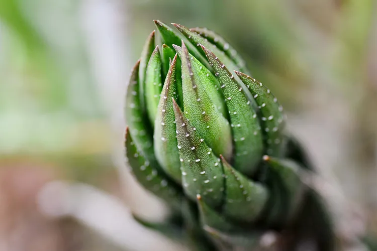 抓錢鷹爪泛指百合科鷹爪屬的多肉植物，圖為九輪塔。