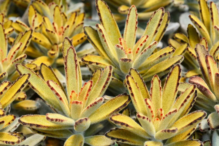 黃金兔為景天科伽藍菜屬的多肉植物。業者提供