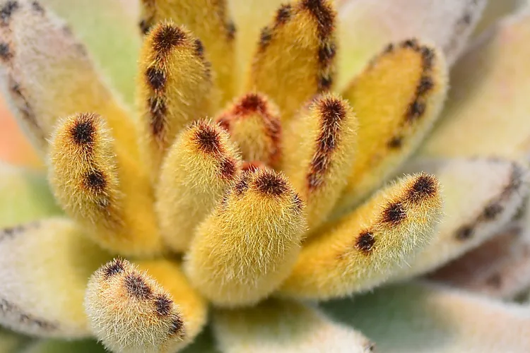 黃金兔，特徵是金黃色且毛茸茸的葉子，在寒冷的冬天視覺效果看起來特別溫暖。業者提供