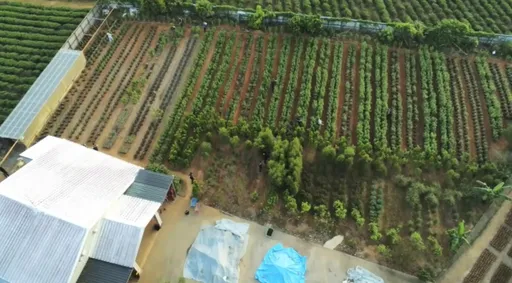 國內最大宗大麻案!松聯幫堂主招攬製毒師 嚴控土壤、肥料及光照