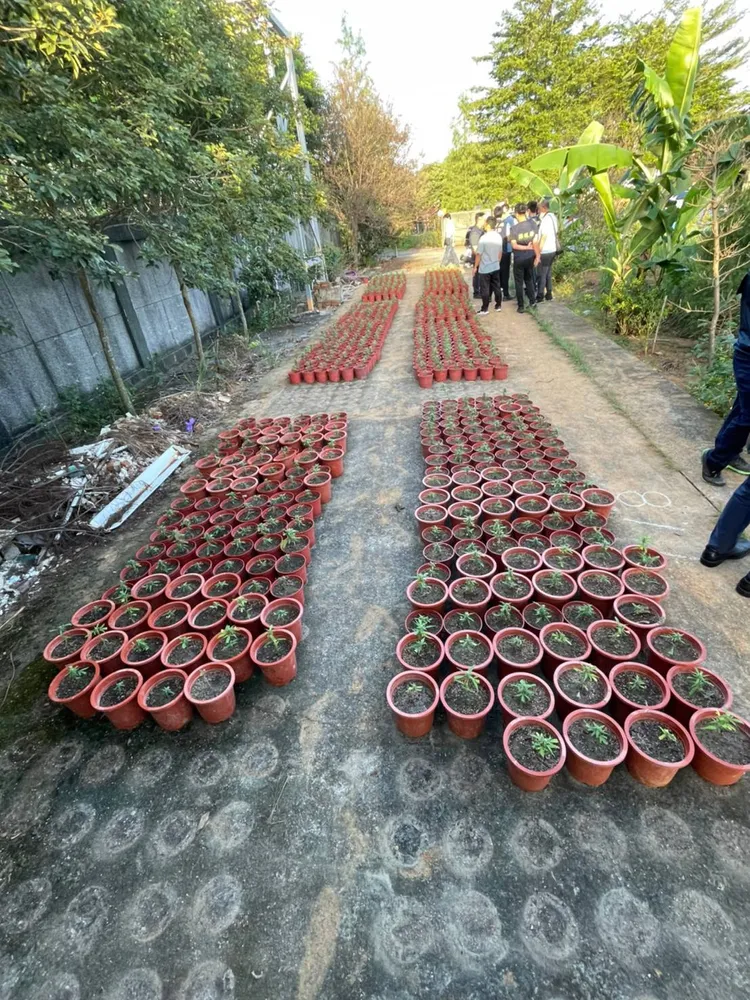 警方查扣的大麻。翻攝畫面