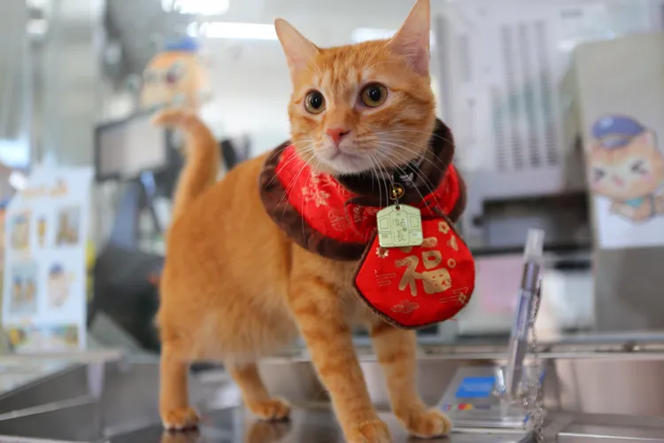 高捷公司今在橋頭糖廠站舉辦蜜柑站長見面會。高捷提供