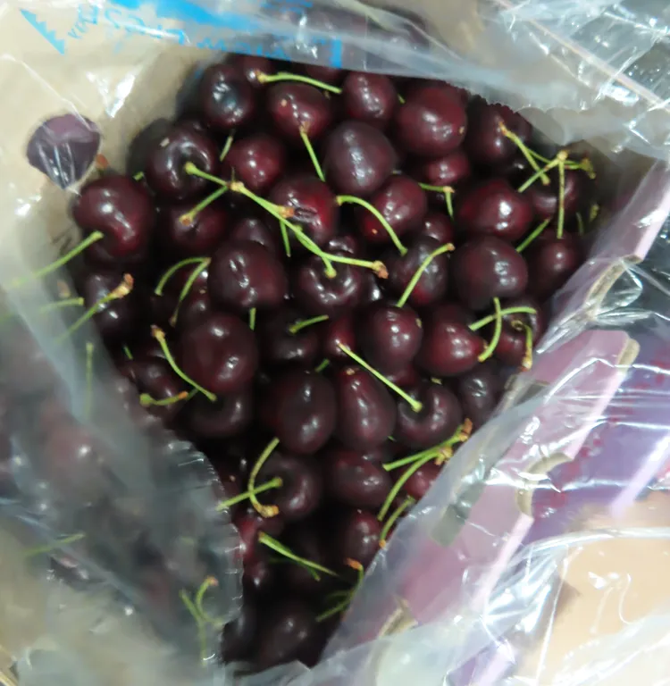 食藥署針對智利櫻桃採20%至50%逐批抽驗。食藥署提供