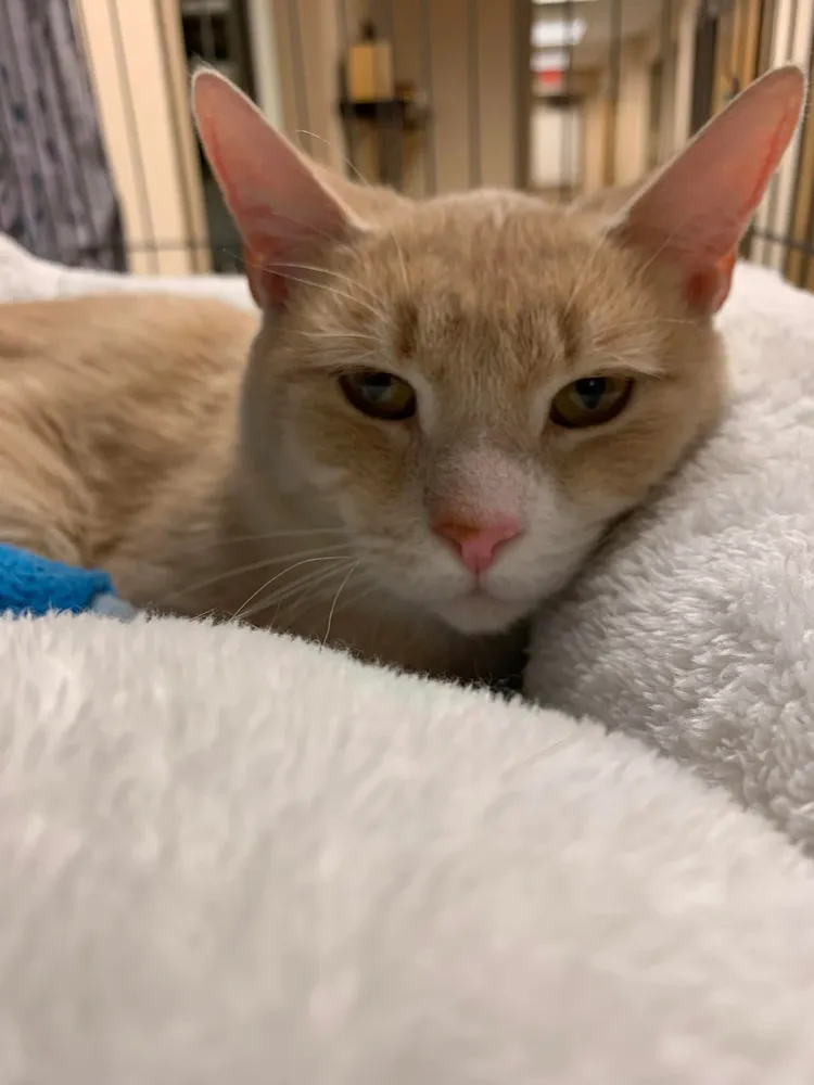 布魯諾二度被送至收容所，遭遇令不少網友心疼。翻攝臉書/MontvilleAnimalShelter