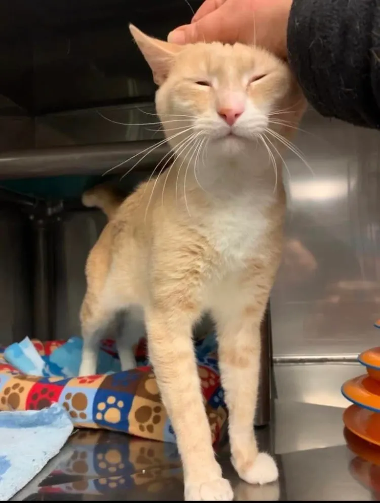 布魯諾相當愛親近人。翻攝臉書/MontvilleAnimalShelter