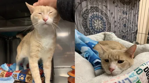 橘貓太黏人遭退養 真心換絕情吸20萬網友心疼