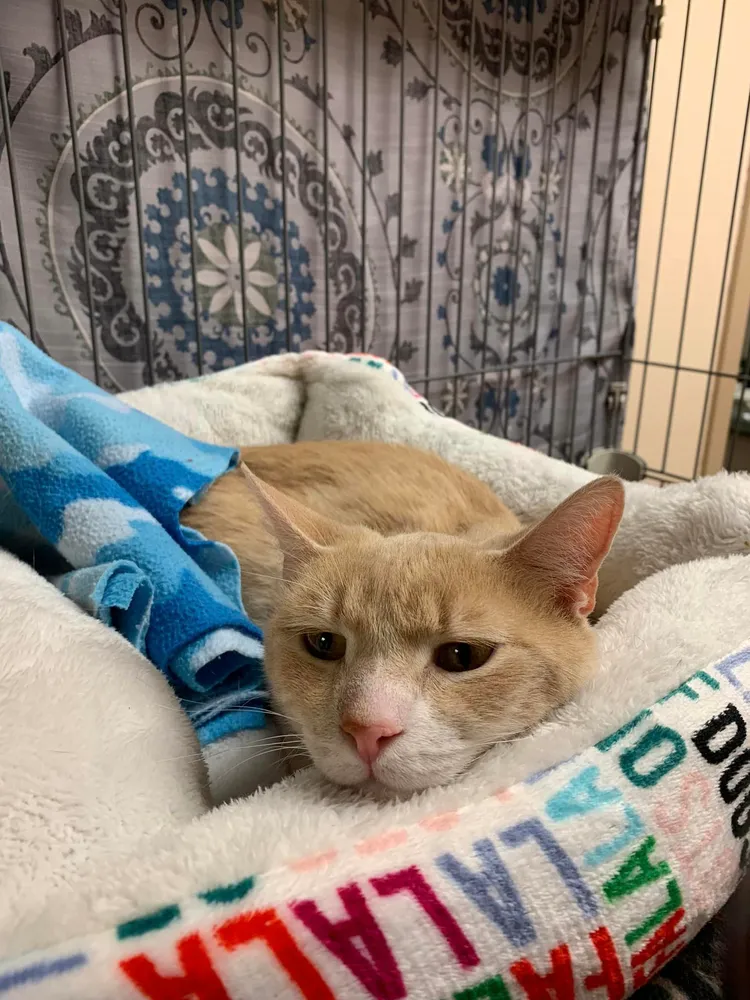 布魯諾本月被新手領養一周即被退還，心理創傷大。翻攝臉書/MontvilleAnimalShelter