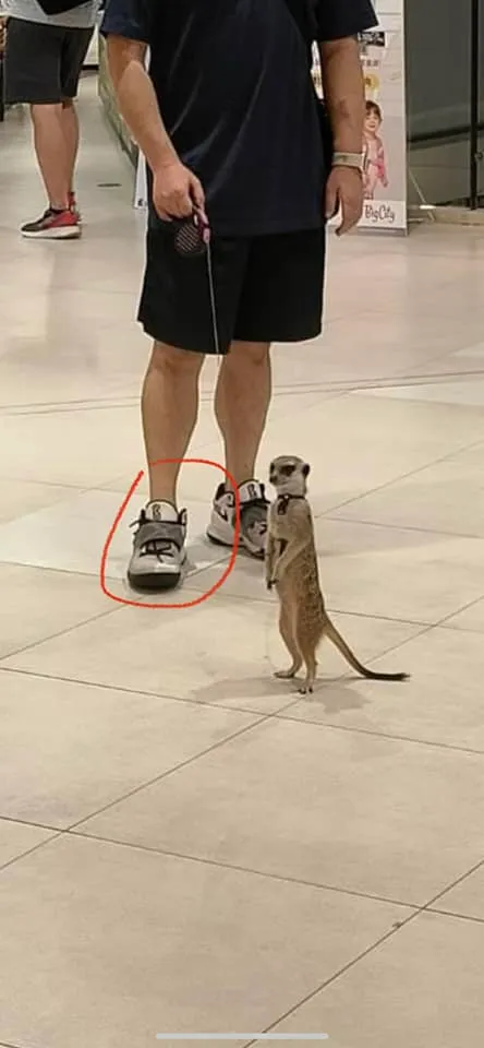 不少新竹人都遇過這隻狐蒙。翻攝「新竹爆料公社」臉書