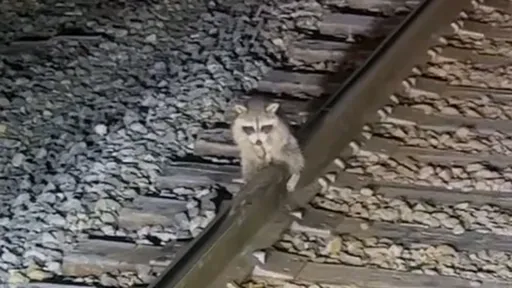 蛋蛋的哀傷!牠被迫「臥軌等死」 竟是睪丸凍在鐵軌上逃不掉