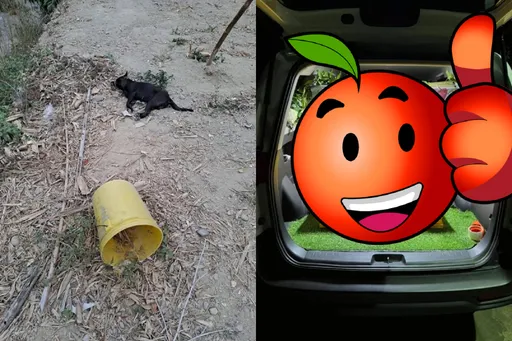 「遇到死掉的浪浪可以這麼做」 網友讚爆:感受世界還是很有愛