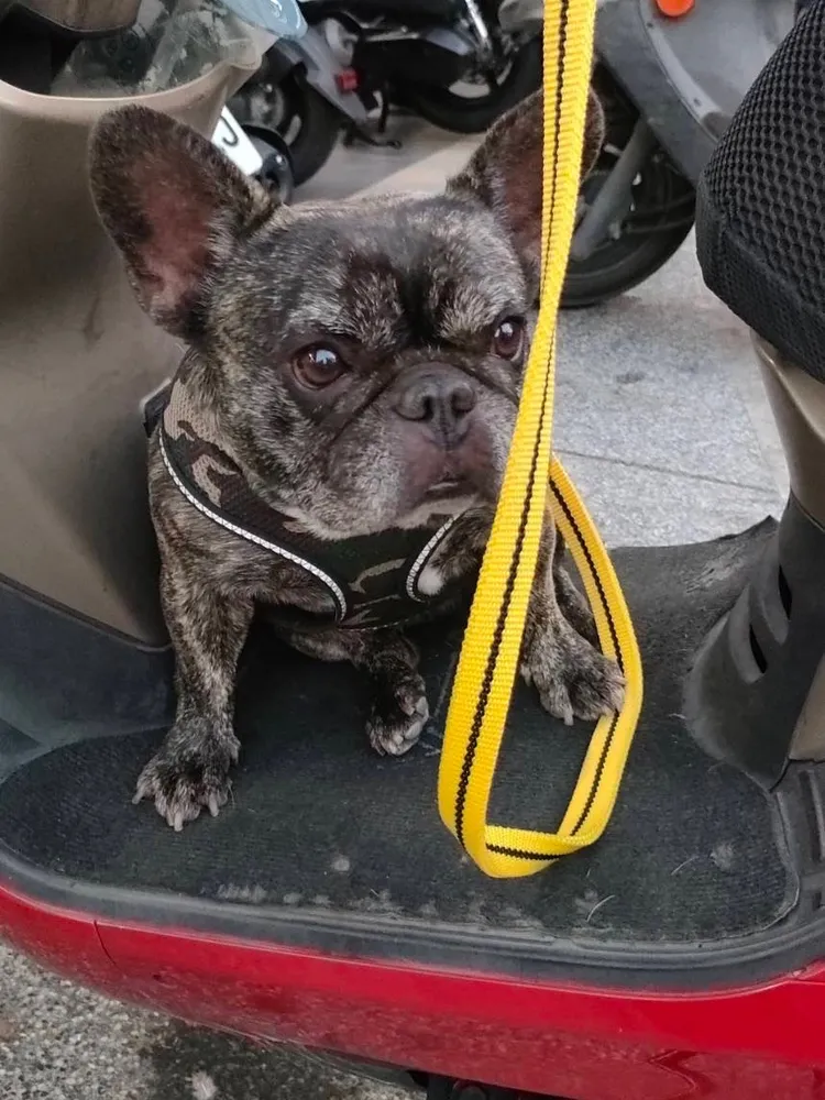 法鬥在年前頑皮出走。翻攝畫面