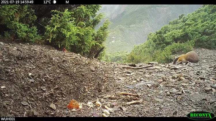 黃喉貂於山屋旁找尋食物。玉管處提供