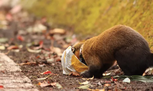 直擊！「玉山萌獸」黃喉貂啃食垃圾　驚見集體肚裡肝簇蟲！最慘致死