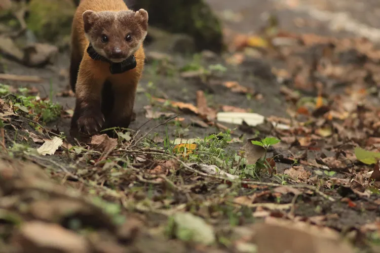 黃喉貂被網友譽為「玉山萌獸」。玉管處提供