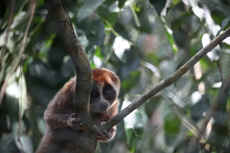 懶猴模樣可愛，但毒液致命。路透社