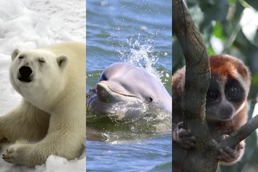 可愛卻可怕！動物界10大最萌最致命殺手　別被外表給騙了